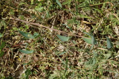 Trinia glauca