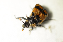 Nicrophorus investigator