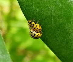 Psyllobora vigintiduopunctata