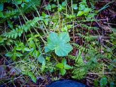 Ranunculus recurvatus