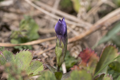 Gentianella campestris