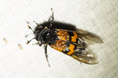 Nicrophorus investigator