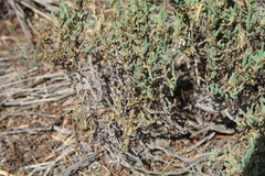 Psammotropha