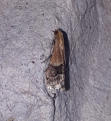 Eulogia ochrifrontella