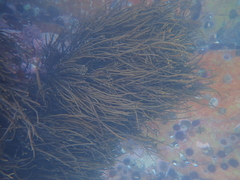 Bifurcariopsis capensis