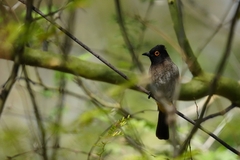 Pycnonotus nigricans