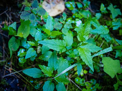 Scutellaria galericulata