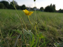 Ranunculus acris