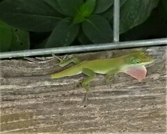 Anolis carolinensis