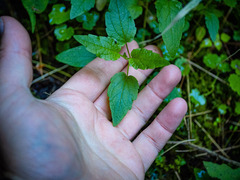 Scutellaria galericulata