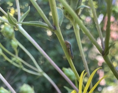 Paraulacizes irrorata