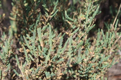 Psammotropha