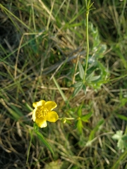 Ranunculus acris