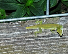 Anolis carolinensis
