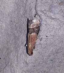 Eulogia ochrifrontella