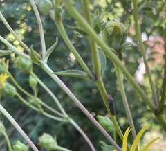 Paraulacizes irrorata