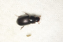Acrossus rufipes
