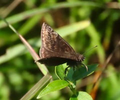 Erynnis baptisiae