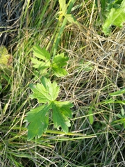 Ranunculus acris
