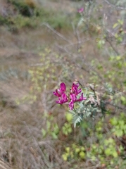 Astragalus cornutus