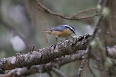 Sitta canadensis