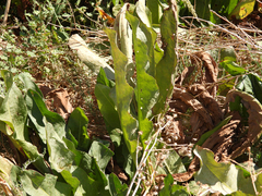 Anemopsis californica