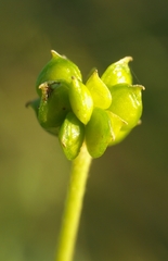 Ranunculus acris