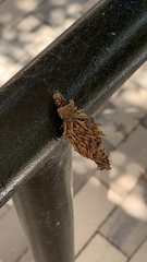 Thyridopteryx ephemeraeformis