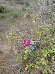 Astragalus cornutus