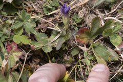 Gentianella campestris