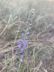Veronica spicata