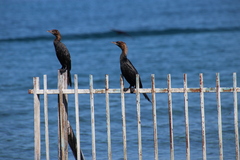 Microcarbo pygmaeus