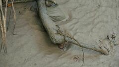 Basiliscus basiliscus