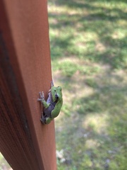 Hyla versicolor