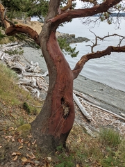 Arbutus menziesii