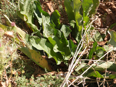 Anemopsis californica