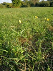 Ranunculus acris