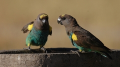 Poicephalus meyeri transvaalensis