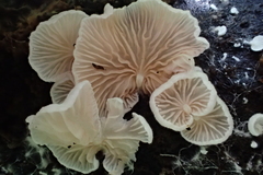 Entolomataceae