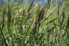 Phragmites australis australis