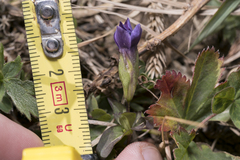 Gentianella campestris