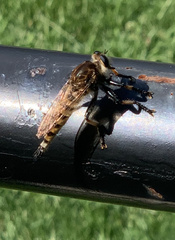 Promachus rufipes