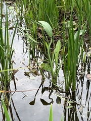 Sagittaria rigida