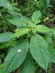 Impatiens parviflora