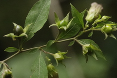 Atropa belladonna