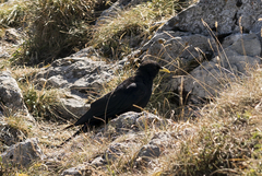 Pyrrhocorax graculus