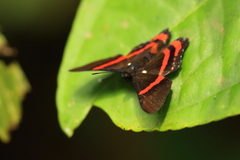 Ancyluris