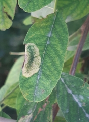Macrosaccus robiniella