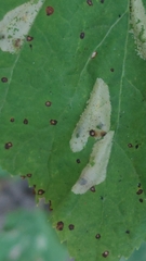 Phyllonorycter issikii