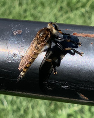 Promachus rufipes